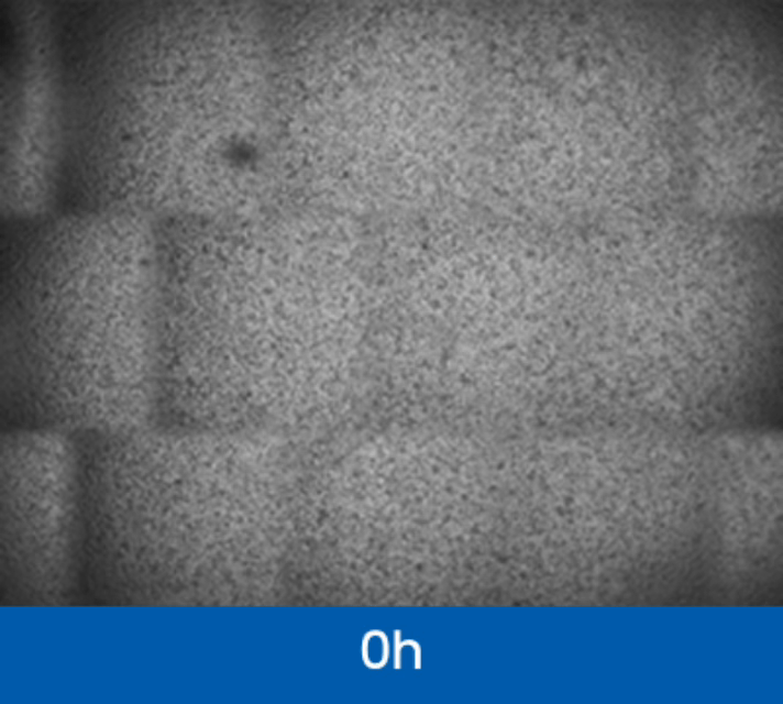 Dynamic Monitoring of T Cell Proliferation